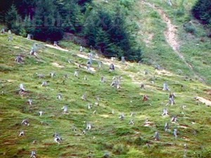 Padure defrisare Vrancea