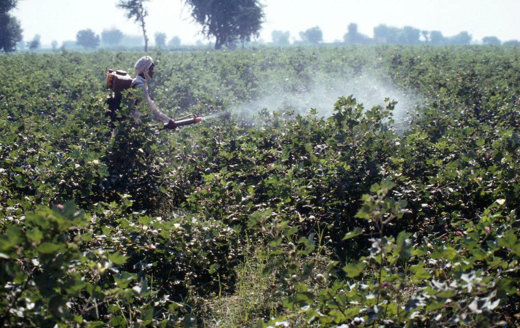 Pesticides spraying in cotton field. Pirawalla on the Punjab Plains Pakistan