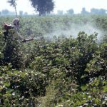 Pesticides spraying in Pirawalla on the Punjab Plains